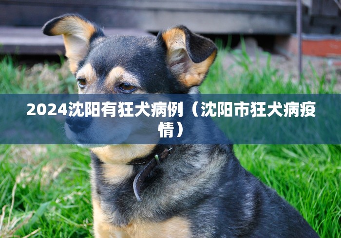 2024沈阳有狂犬病例（沈阳市狂犬病疫情）