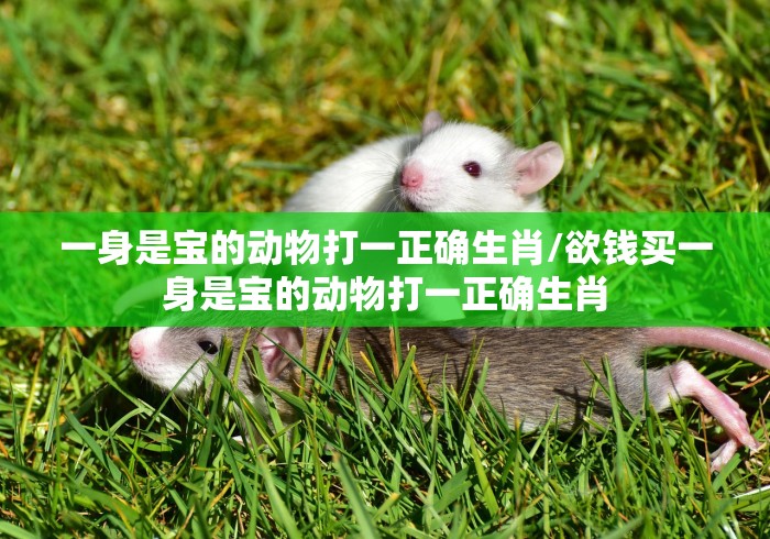 一身是宝的动物打一正确生肖/欲钱买一身是宝的动物打一正确生肖