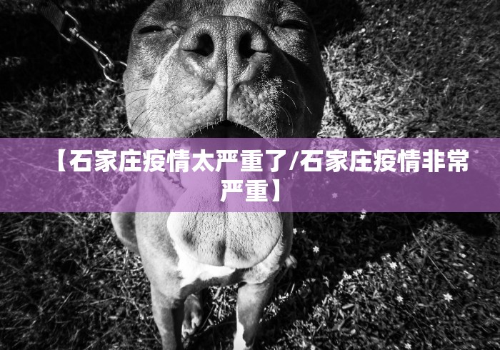 【石家庄疫情太严重了/石家庄疫情非常严重】