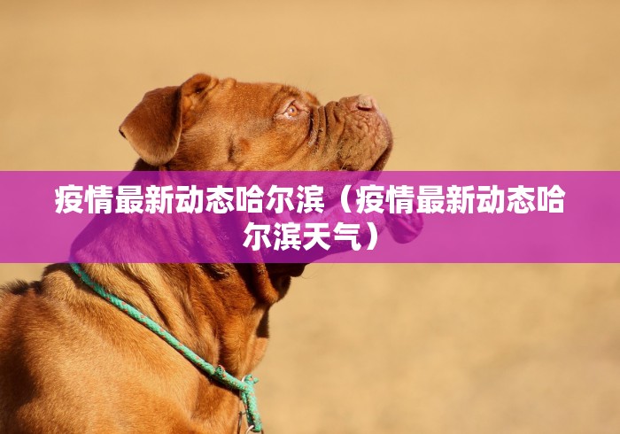 疫情最新动态哈尔滨（疫情最新动态哈尔滨天气）
